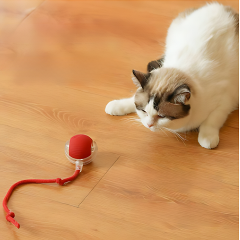 Active Rolling Ball with Tail for Cats