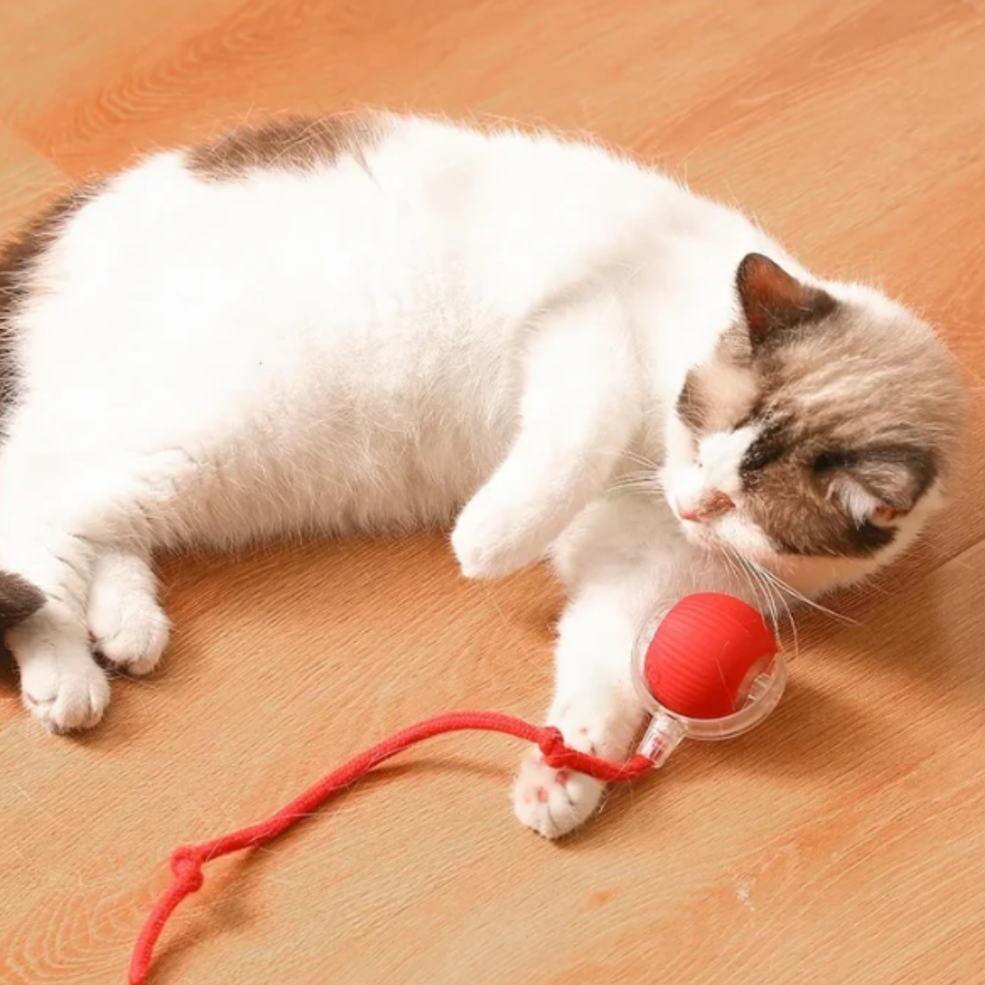 Active Rolling Ball with Tail for Cats